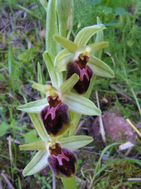 Ophrys